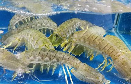 海鲜怎么入口报关？？？？？？有哪些注重事项？？？？？？